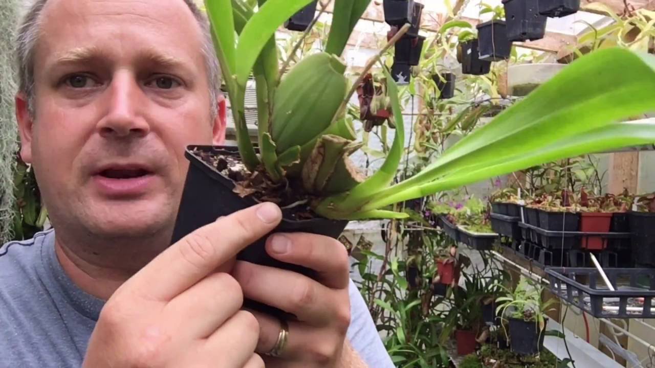 REPOTTING A RESCUE ONCIDIUM ORCHID W/ BROKEN BULBS &  TINY ROOTS/ AN AFTERNOON IN THE GREENHOUSE PT4