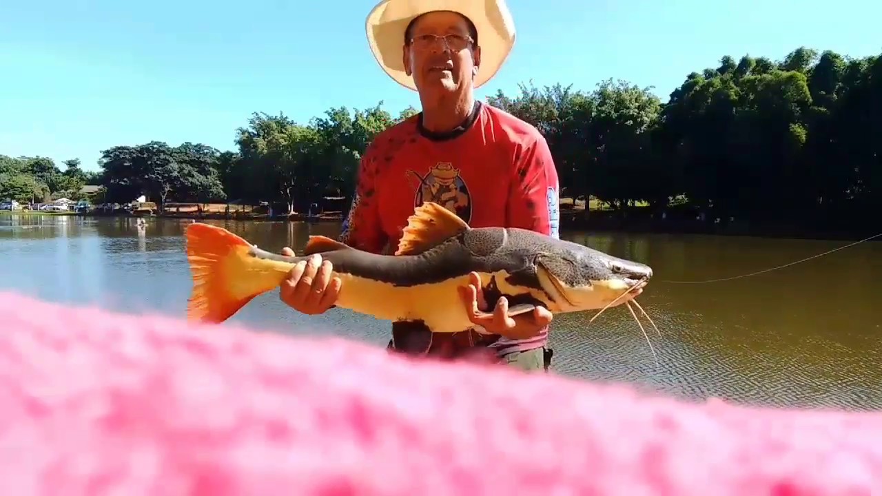 DICAS DE PESCA COM QUEIJO MEIA CURA NO PESQUEIRO ITAÚNA É PIRA NA PONTA DA LINHA-- 36