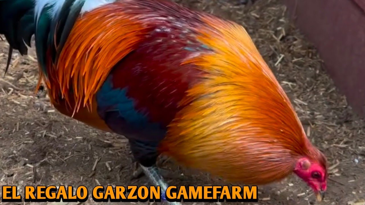 McLean Hatch Sweater Albany - EL REGALO GARZON FARM