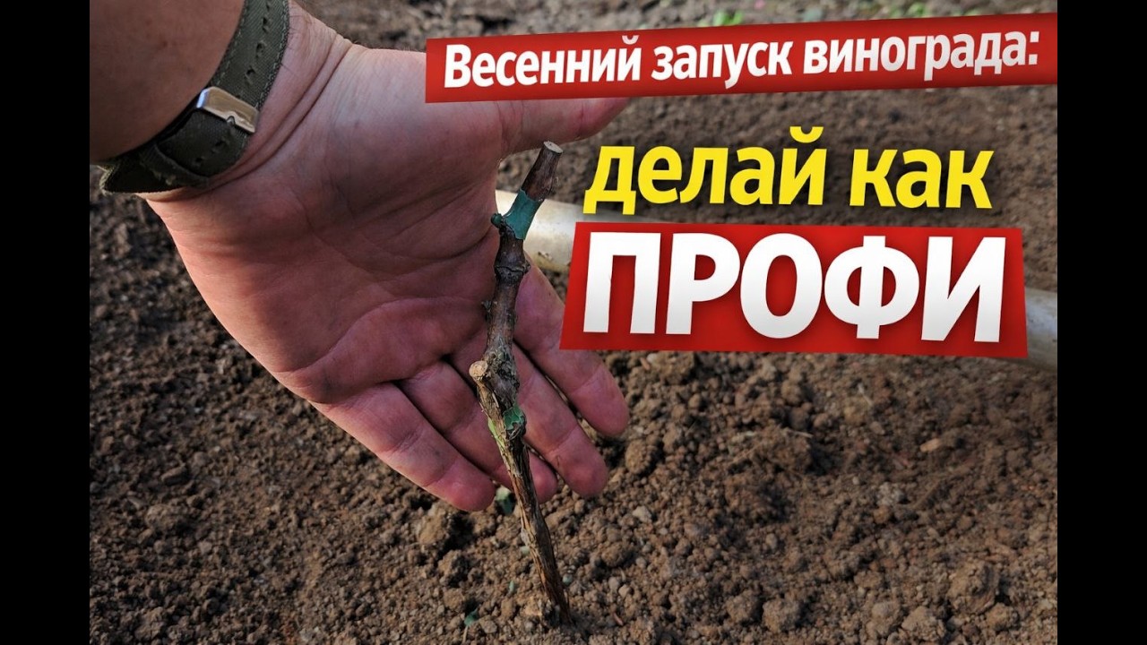 Весенний запуск винограда делай как профи