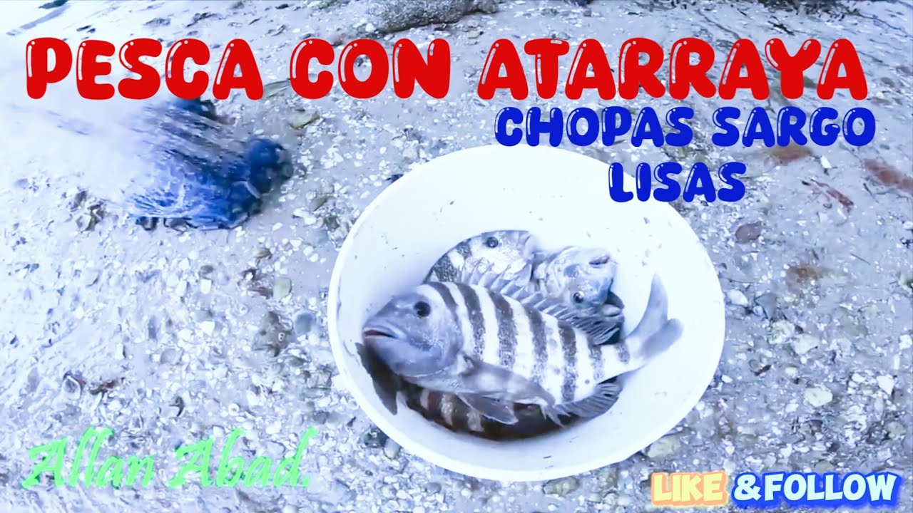 INCREIBLES CAPTURAS DE CHOPAS SARGOS Y LISAS CON ATARRAYA, PESCA CON ATARRAYA @allanabad