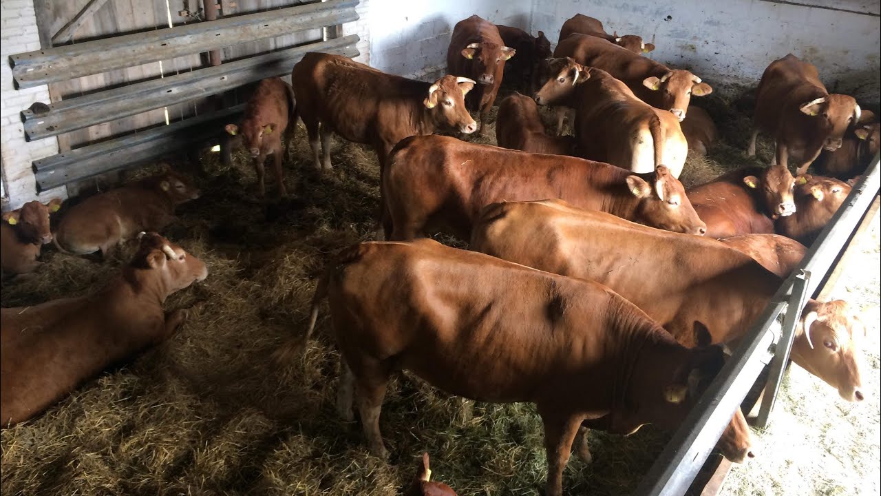 Krowy mamki Limousin w stodole? Co dalej?
