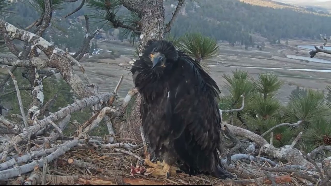 A trip lasting nine months Big Bear Bald Eagle Live Nest Cam / Big Bear Bald Eagle Wide View Cam