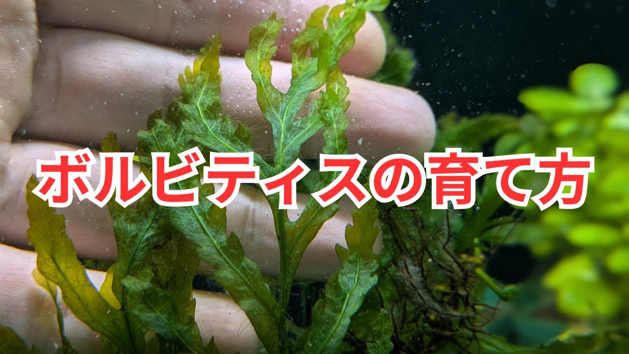 ボルビティスを綺麗に育てる方法