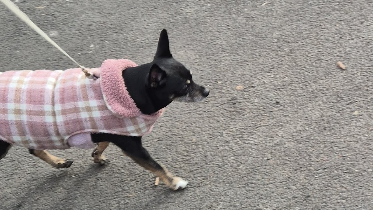 Wee Poppy is Going for a Wee Walk Before Her Weekend Break 😄