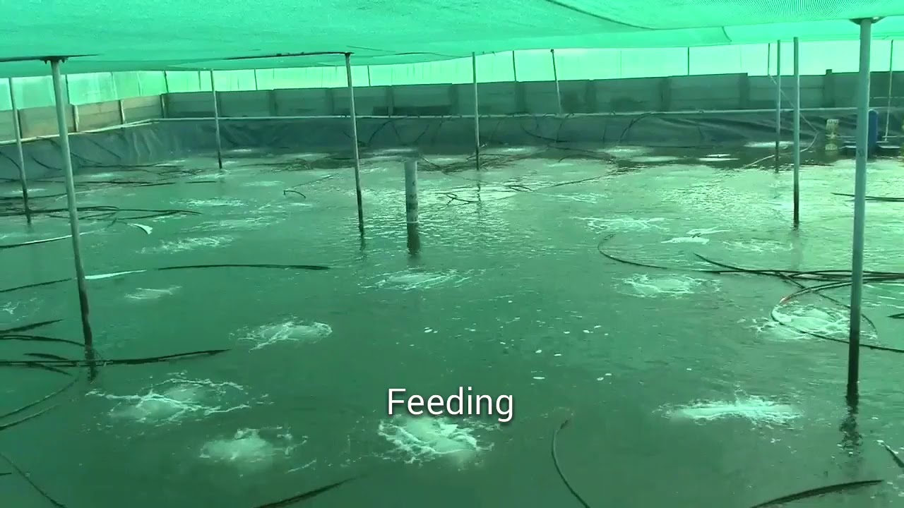 Biofloc shrimp nursery management