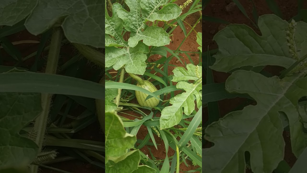 Watermelon buds growing fast !