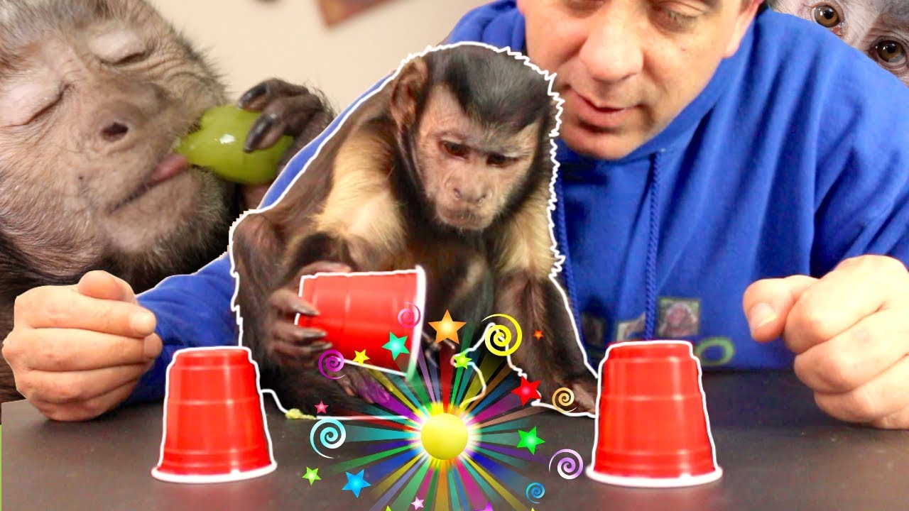 Capuchin Monkey Magic Challenge! (CAN'T BE FOOLED)