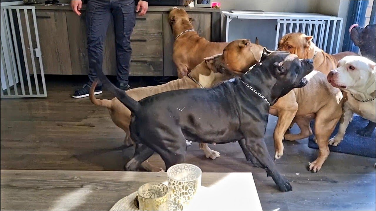 When the he'll breaks out with 7 Giant Pitbulls inside the house 😱