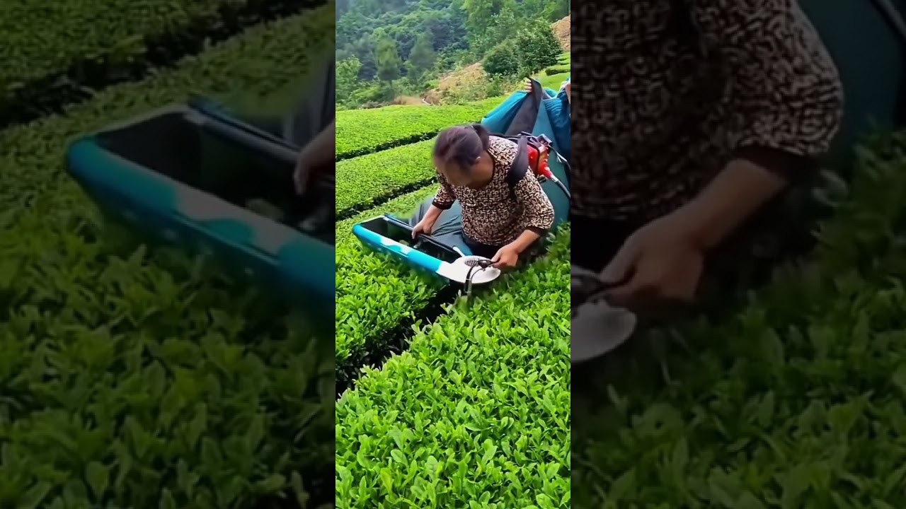 Tea picking #Rural life