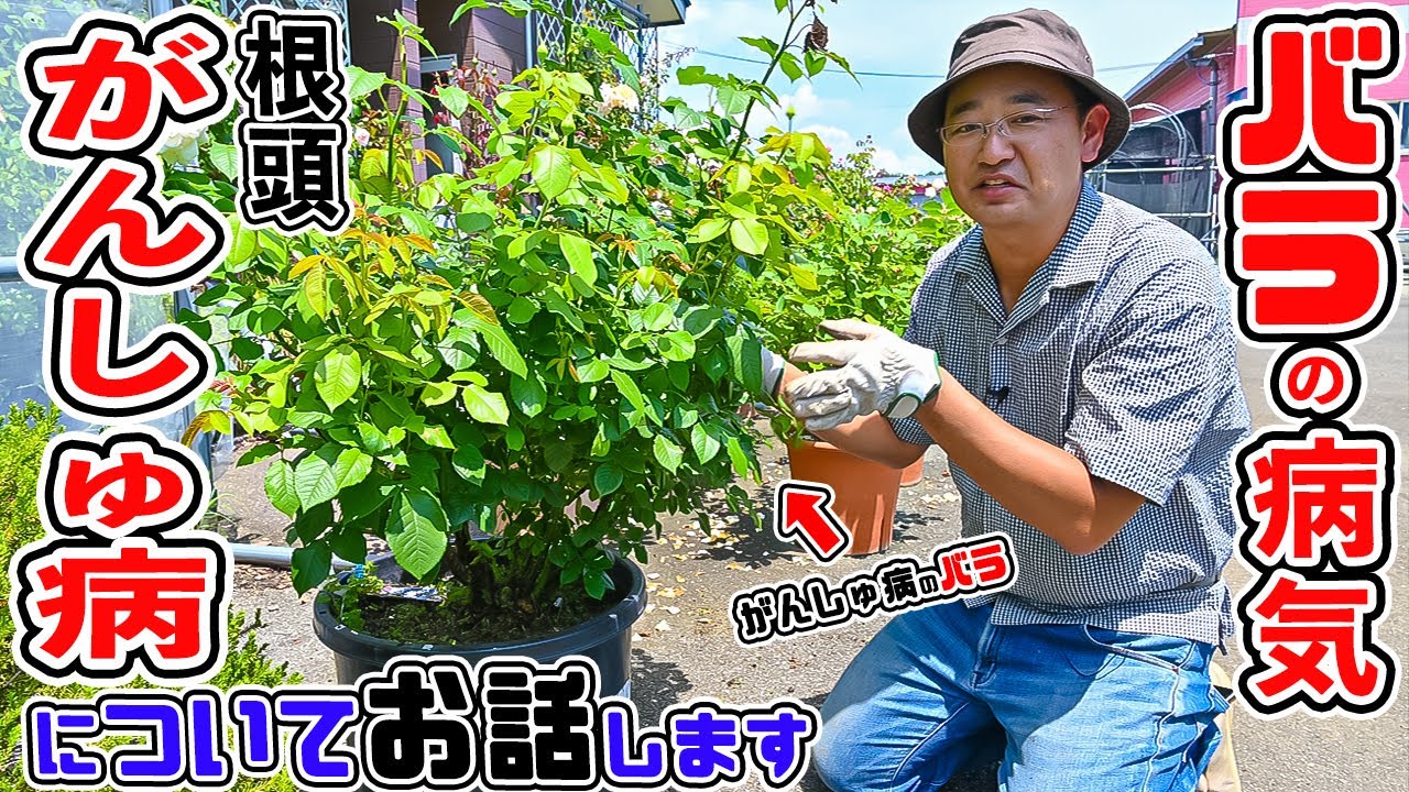 皆さんを悩ませる【バラの病気】についてお話しします[根頭がんしゅ病]【高木大輔さん】