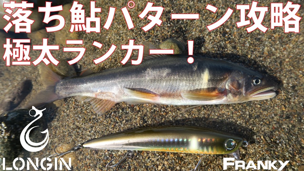 秋の風物詩　落ち鮎パターンのシーバスをロンジンルアー・フランキーで攻略！