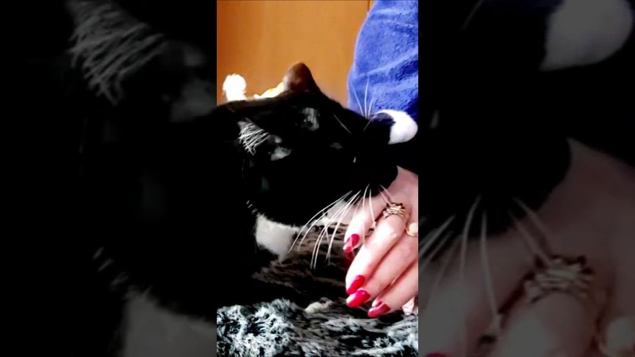 Cutest brutality! Our daily Conversations with my cat Roxy. No sound effects! her own voice! #shorts