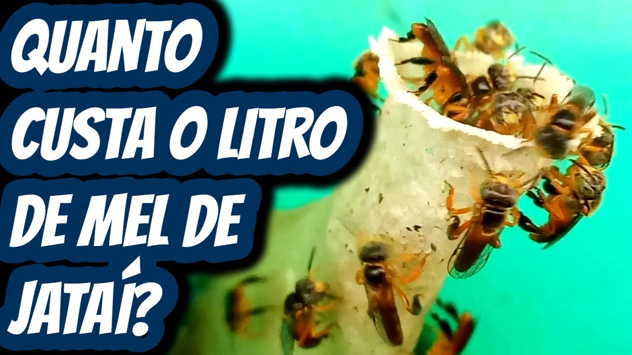Quanto custa um litro de mel de abelha Jataí? Qual o valor do mel de abelha nativa sem ferrão Jataí?