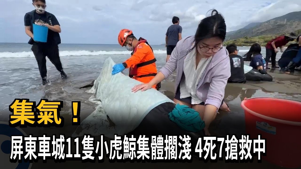 集氣! 屏東車城11隻小虎鯨集體擱淺 4死7搶救中－民視新聞