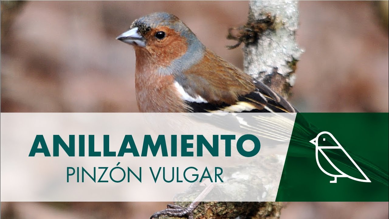 Anillamiento de aves -  Pinzón