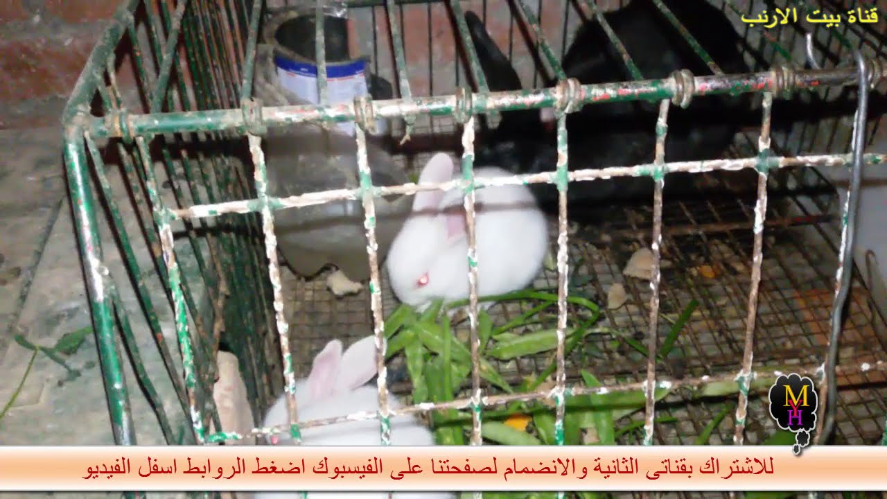 لن تصدق انثى الارنب تاكل صغارها