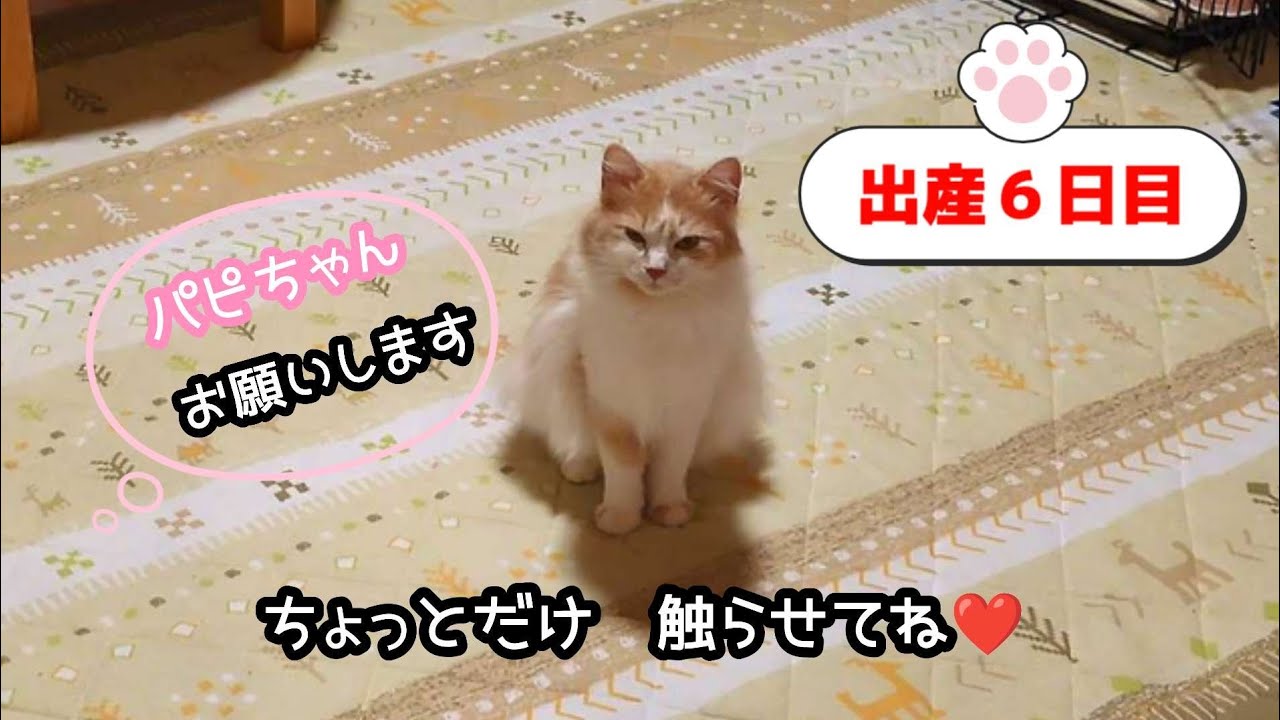初めて子猫に触ってみました❤️