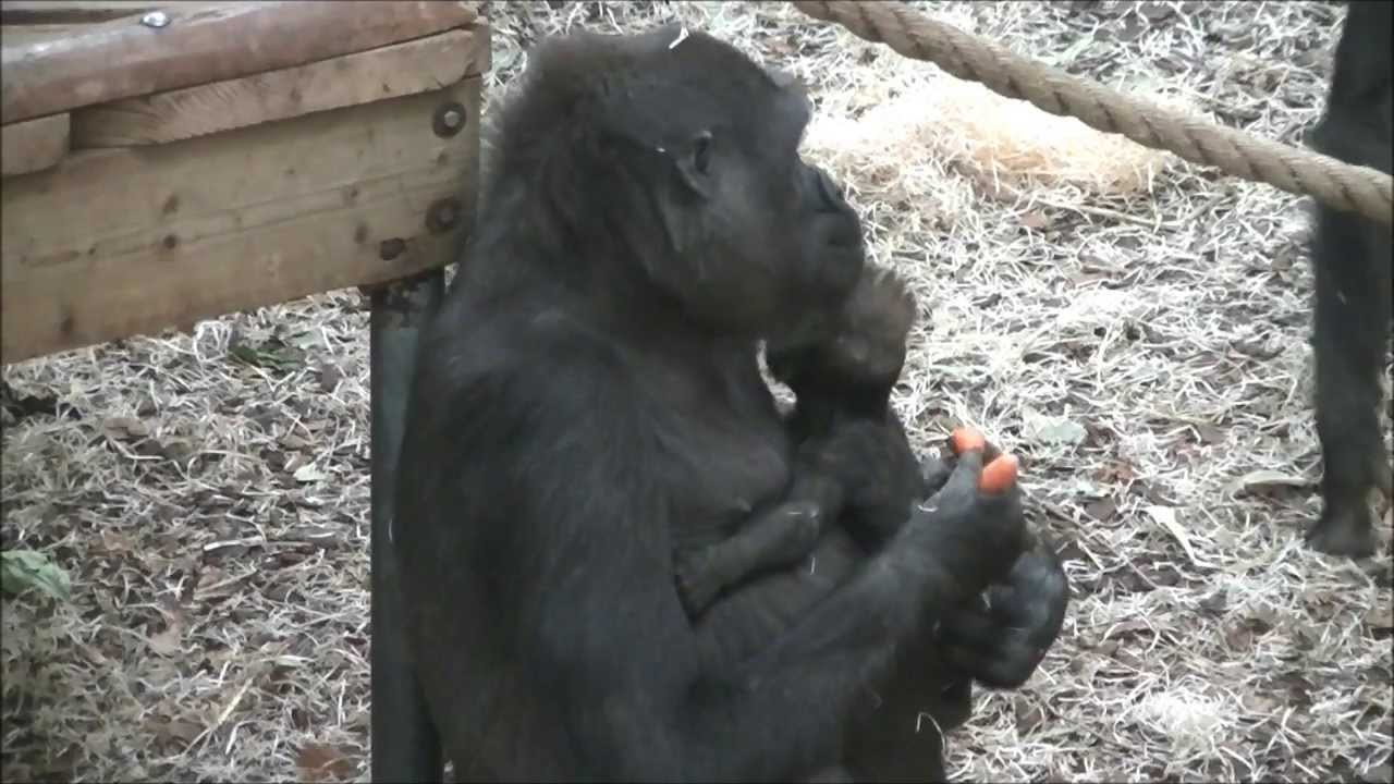 Sweet babysitter Shaila @Burgers' Zoo
