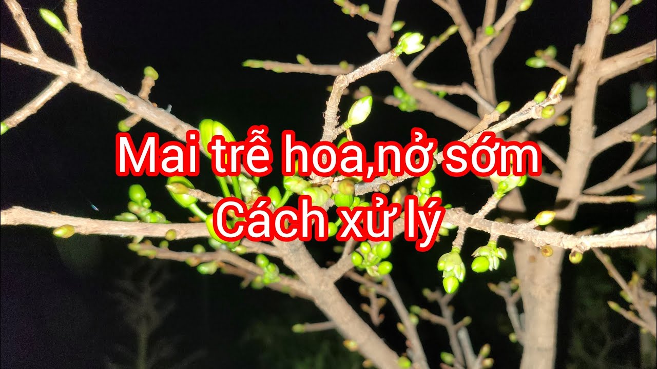 Chăm sóc mai nở trễ, nở sớm, giới thiệu 1 số sản phẩm sử dụng giai đoạn lặt lá hoàn toàn