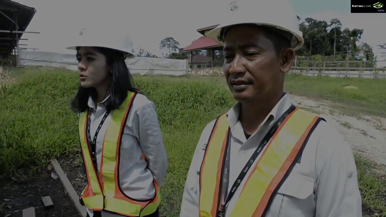 Peternakan Sapi Terpadu PT Berau Coal