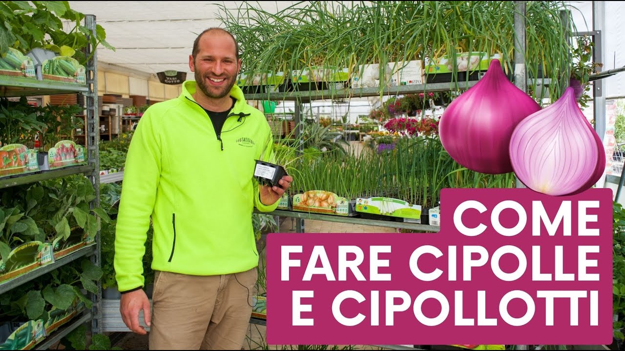 Cipolle e Cipollotti: che differenza c&rsquo;&egrave;? Come si coltivano?