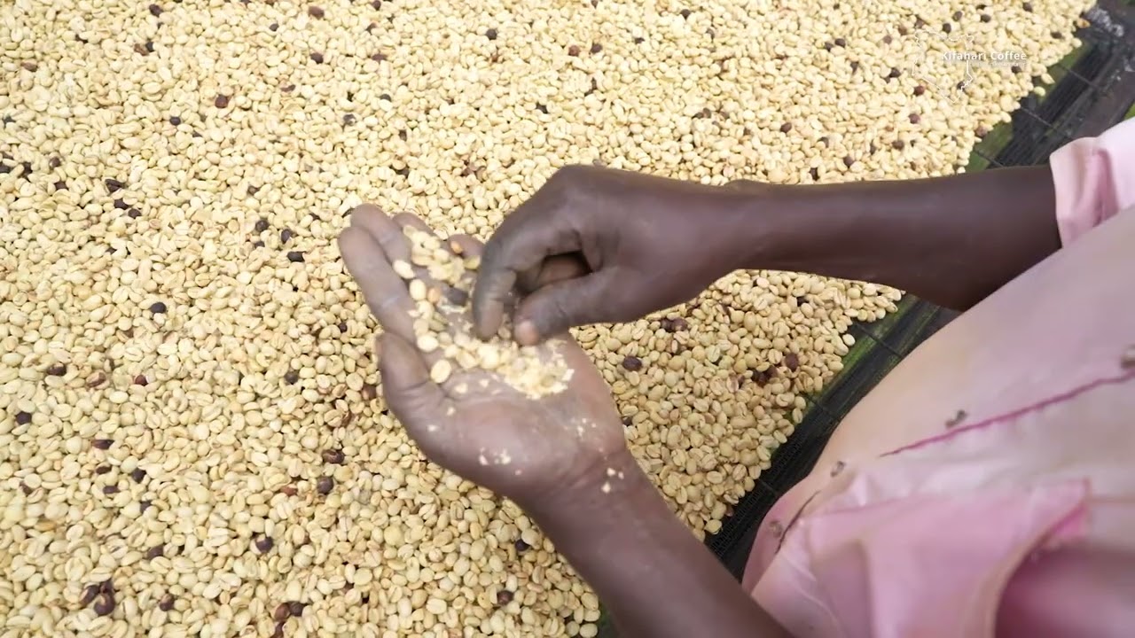 From cherry delivery to graded green coffee: here's what happens at the factory.  #specialtycoffee