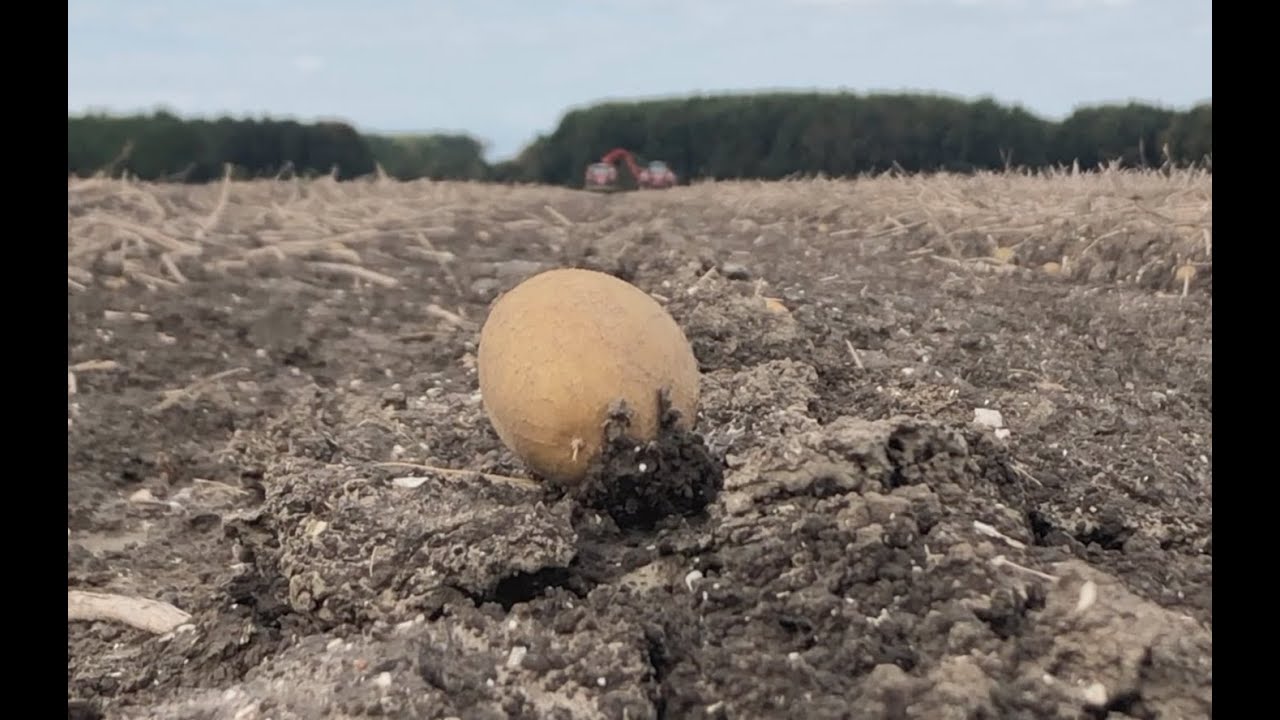 Verschillende soorten aardappels - De Lelystadse Boer