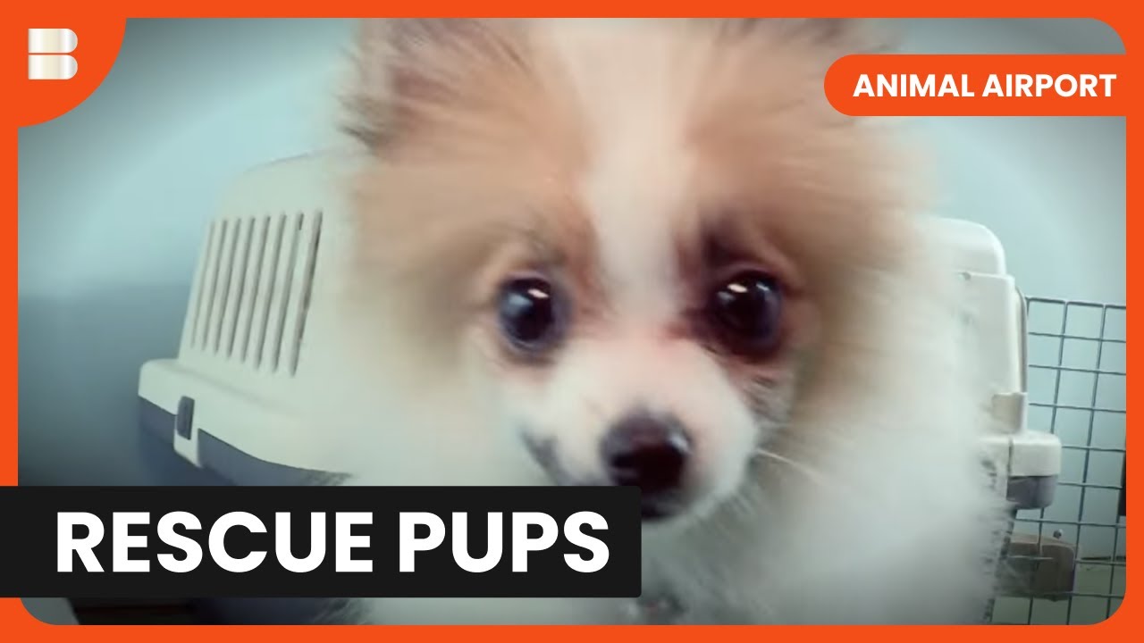 Rescue Puppies Arrive at The Ark - Animal Airport - Animal Documentary