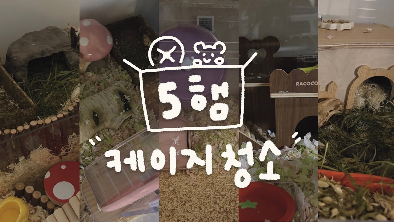오햄이네 케이지 청소하는 날 #대청소 #햄테리어
