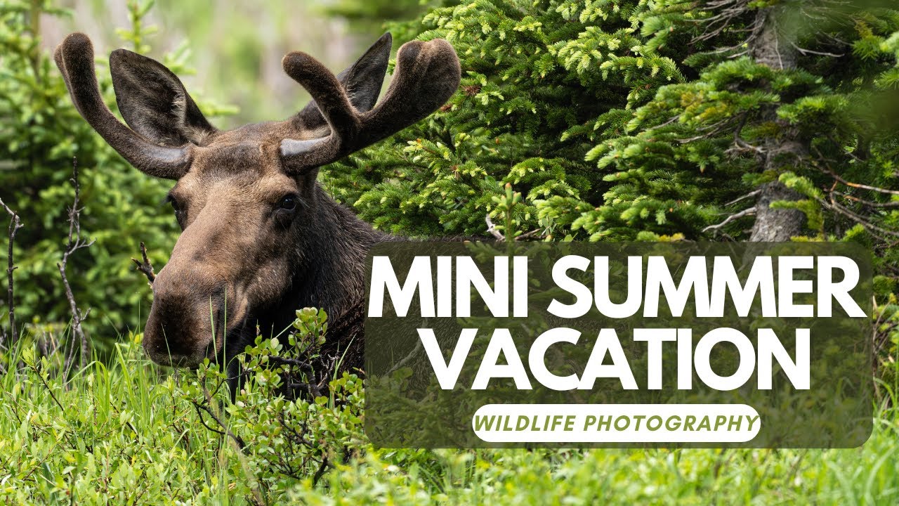 I Took A Mini Summer Vacation for Wildlife Photography | New Studio!
