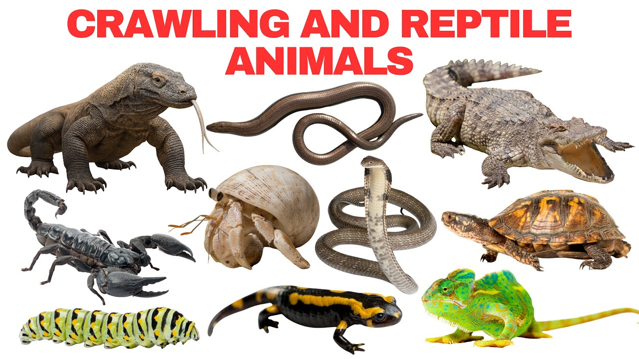 Crawling and Reptile Animals for Kids | Learn Crawling Animals and Reptiles