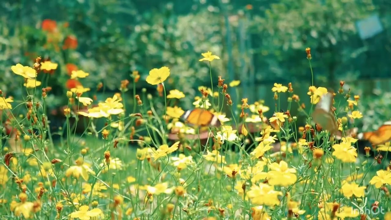 Relaxing Summer Ambience Meditation🧘