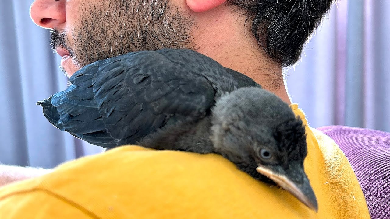 Man does sweetest thing for helpless baby crow