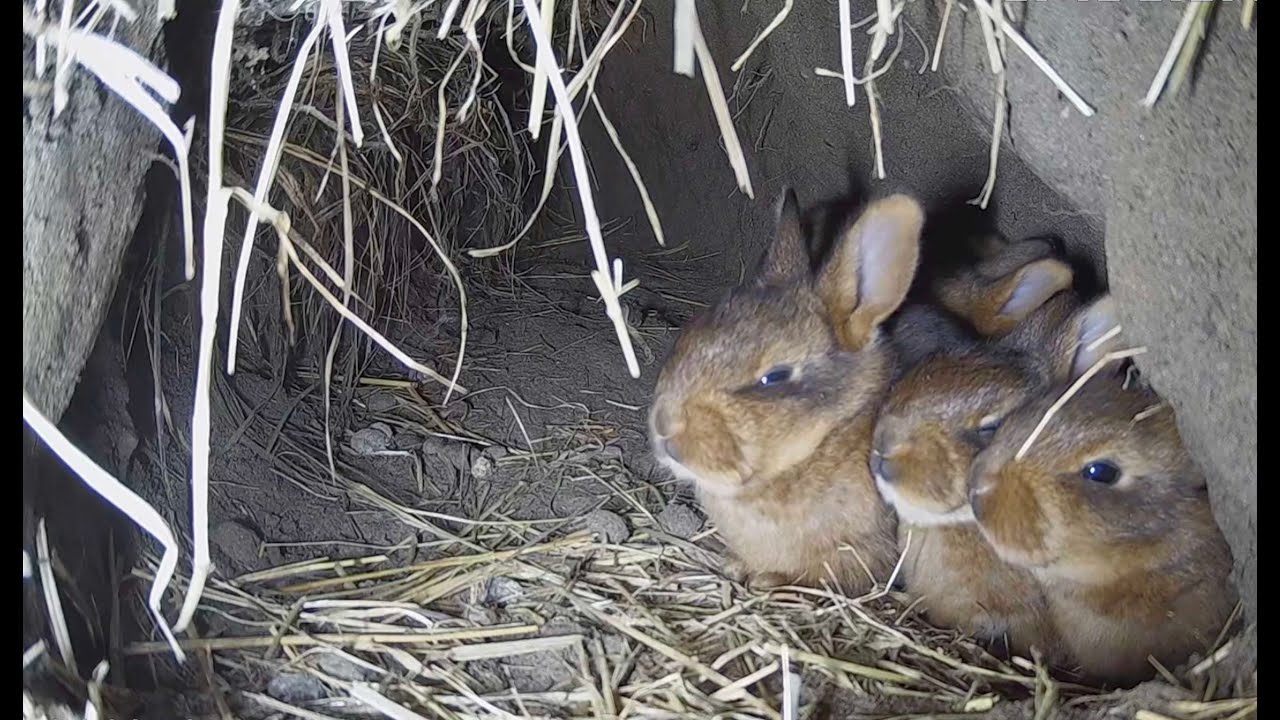 Young rabbits underground