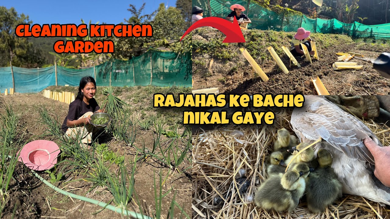 Is Baar Rajahas Ke Bache Jyada Nikale Hai 