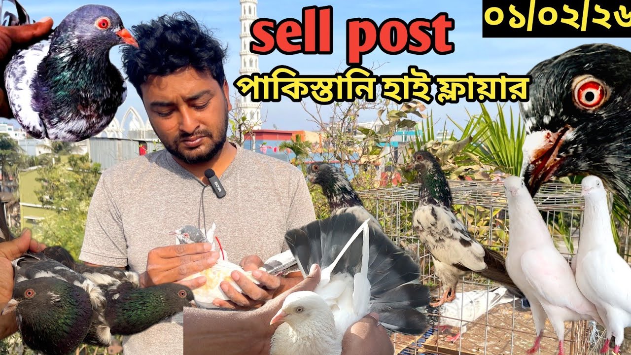 সুপ্ত ভাইয়ের হাইফ্লায়ার কবুতর| highflyer pigeon for sell guaranty | big bazar pigeon market #pigeon