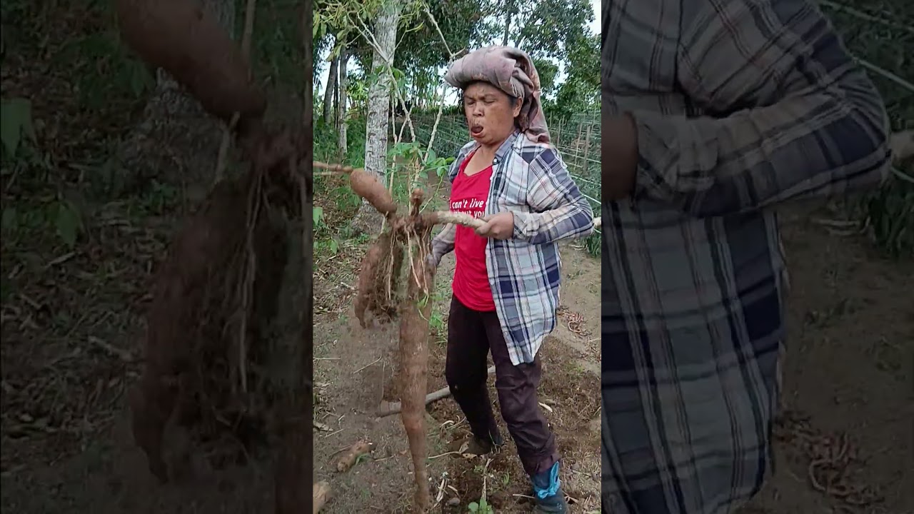 panen ubi kayu #pertanian #agrikultur #teknikpertanian #ubikayu