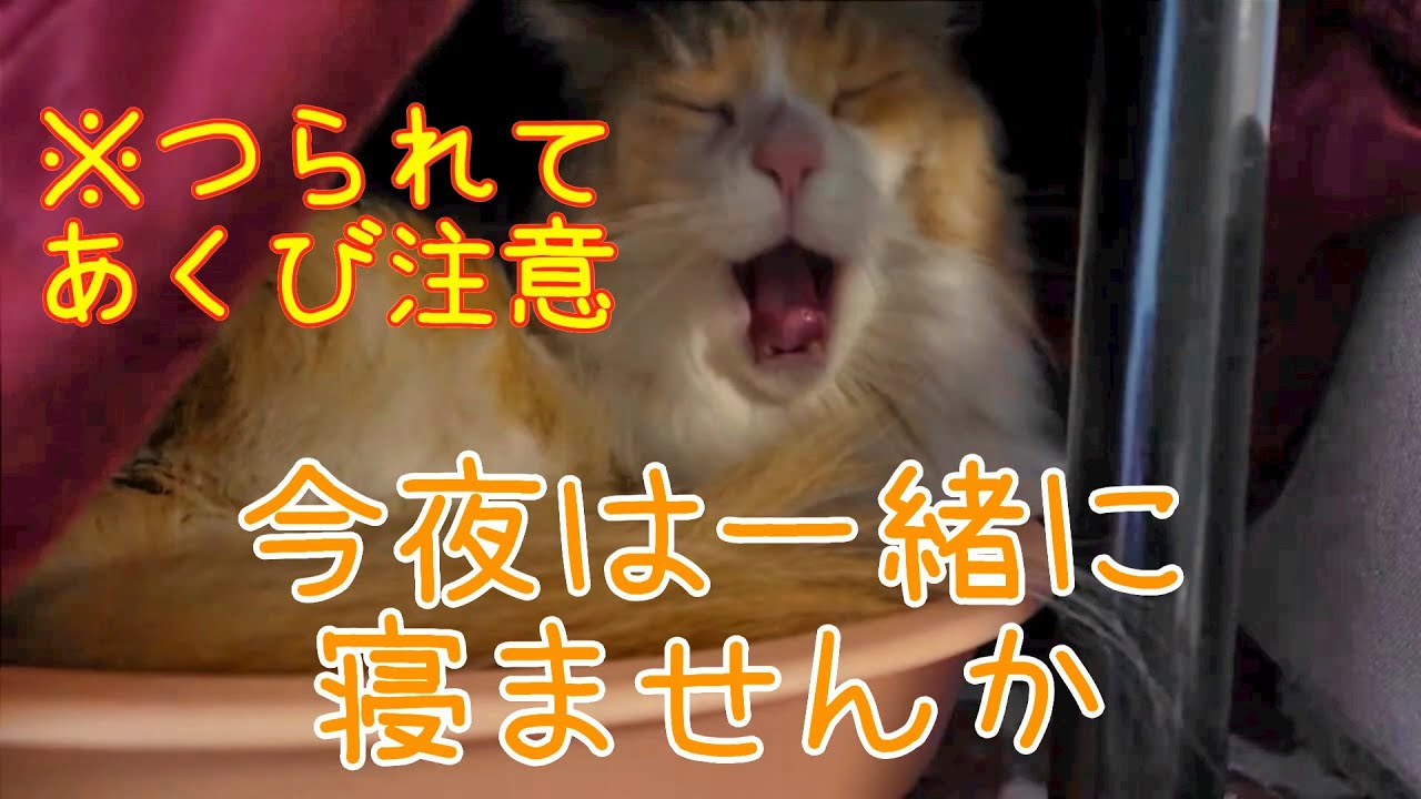 【即終了LIVE】メインクーンが起きたら終わる、贅沢すぎる癒やしタイム｜432Hz ＆ 猫のゴロゴロ音 | Sleeping Maine Coon: Ends when wakes up