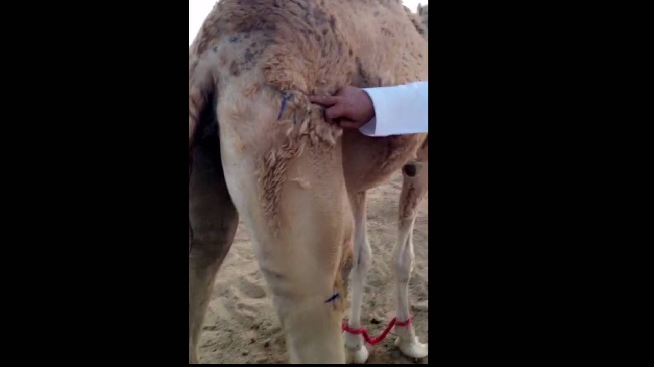 تراثيات _سيف بن مصبح الكيبالي