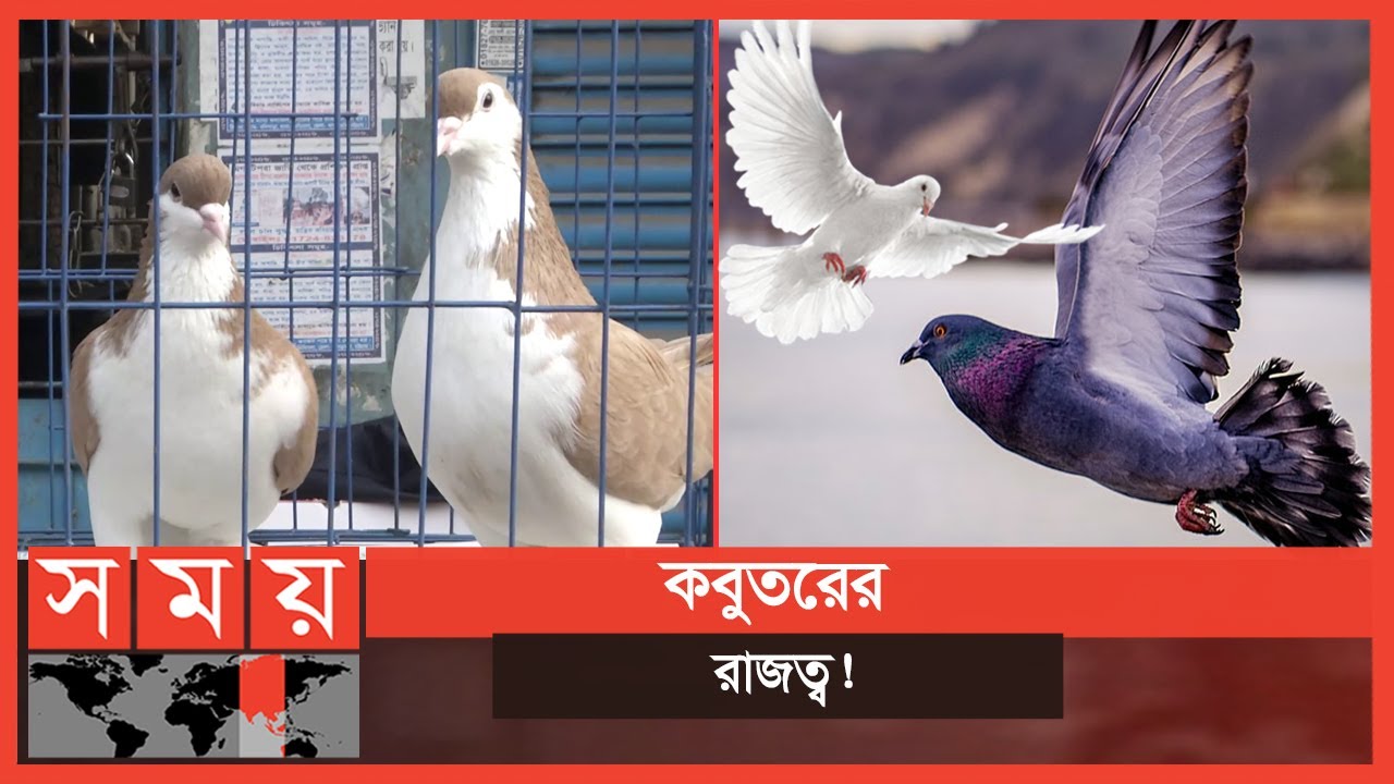 দেশের সবচেয়ে বড় কবুতরের হাট মিরপুরে | Pigeon Market | Somoy TV