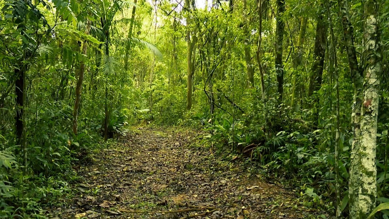 Conhecer Guarulhos 4 - Horto Florestal Burle Marx