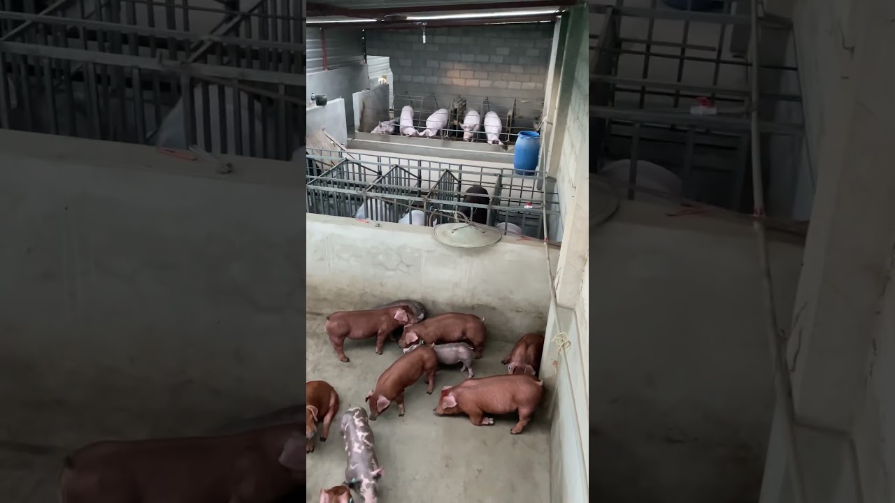 Pig farming maternity reproduction