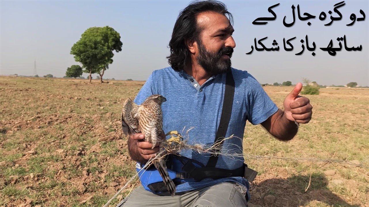 How to Trap Sparrow Hawk with Dogaza Trap | Best Falconry Traps