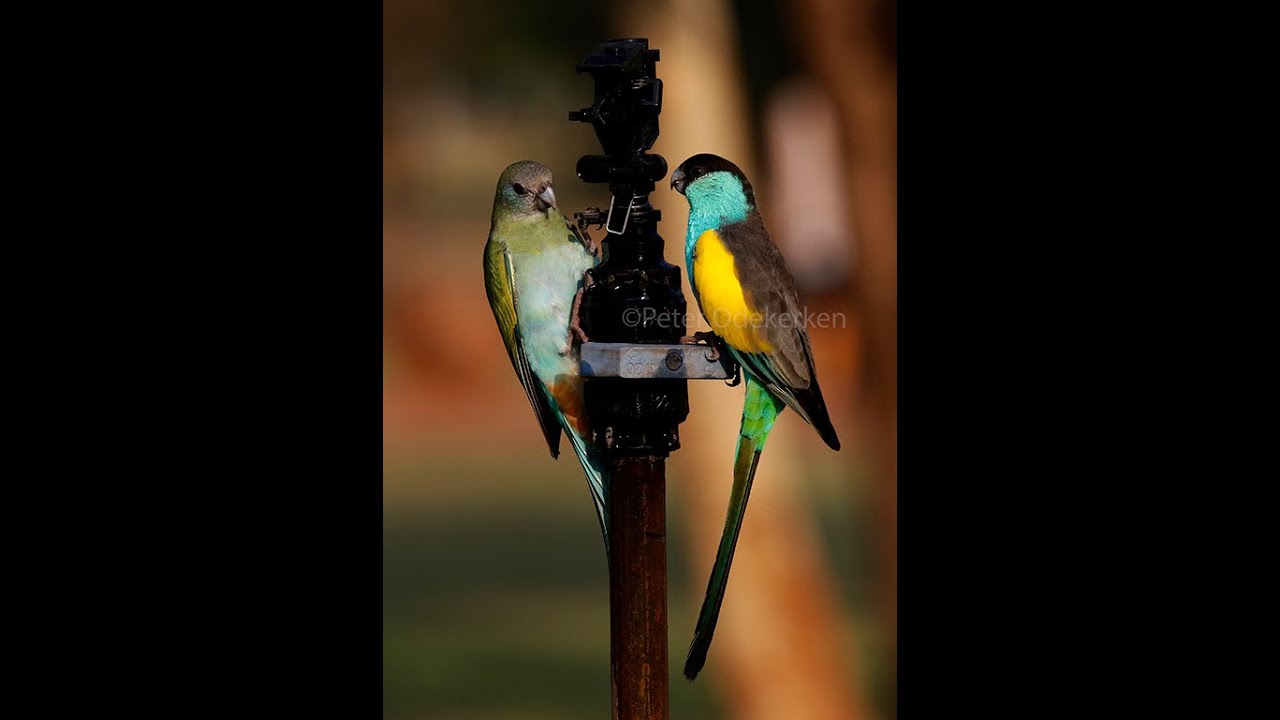 Hooded Parrot