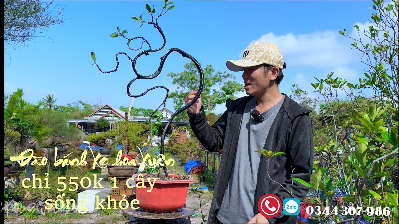 Đào Bánh Xe Cây hoa xuân giá chỉ 550k cây sống khỏe gl 16/03/2026
