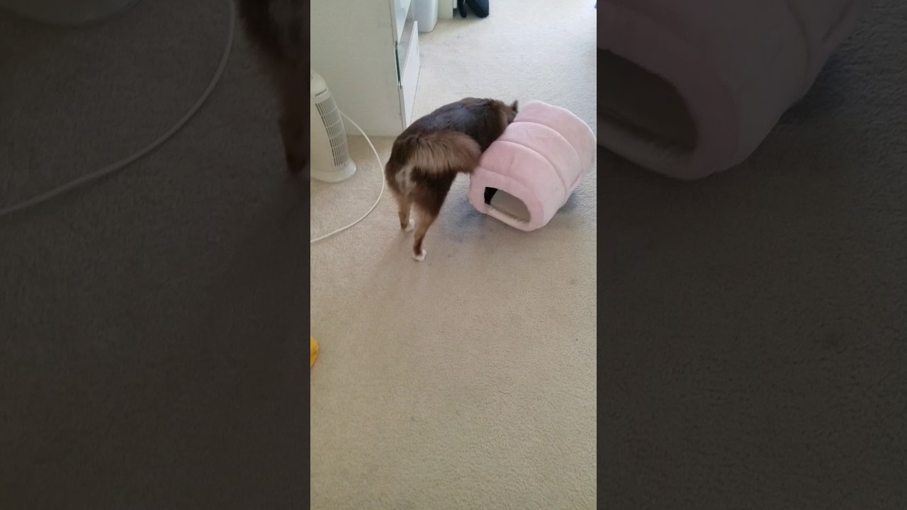 Sasha pomsky struggle to hide things in small places