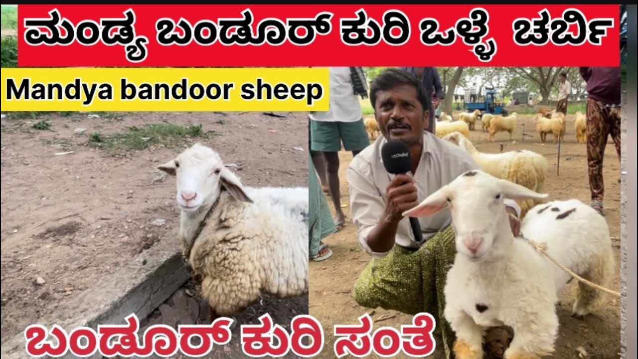 Kiragavulu market about Bandoor sheep breed and about bandoor