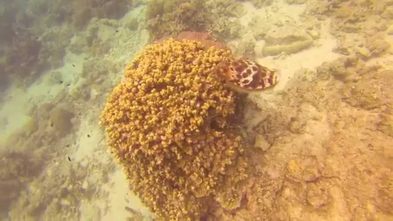 Dimakya House Reef Dive 1