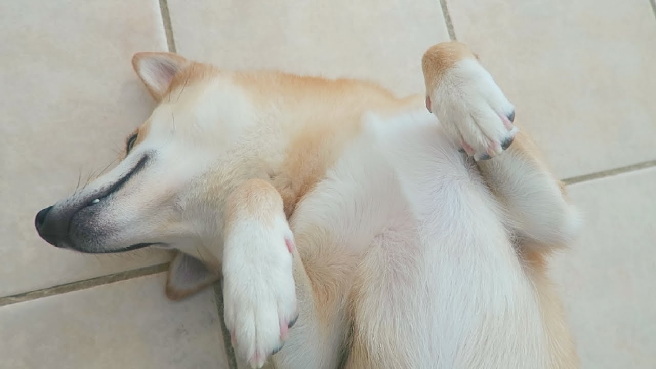 FUNNY Sleeping Shiba Doge